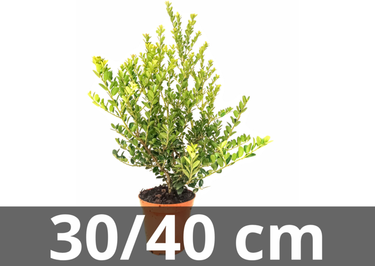 Large Planters, 25, 22 & 18 Cm Eco Friendly Indoor Plant Pots, Melange  Colours 