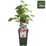 Rode herfst &amp; zomerframboos (P13 POT) - Bio fruitplant