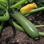 Courgette &#039;Zucchini&#039; &ndash; Cucurbita pepo - Bio groentezaden