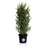 Ilex crenata Dark green 90 cm