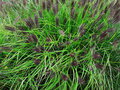 Pennisetum alopecuroides &#039;Black Beauty&#039; C3 - lampenpoetsersgras