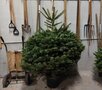 Nordmann kerstboom in pot gekweekt 150-175 cm