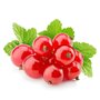 Ribes rubrum &#039;Junifer&#039; - Rode aalbes - Bio fruitplant