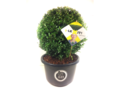 Ilex crenata Dark green bol 45 cm