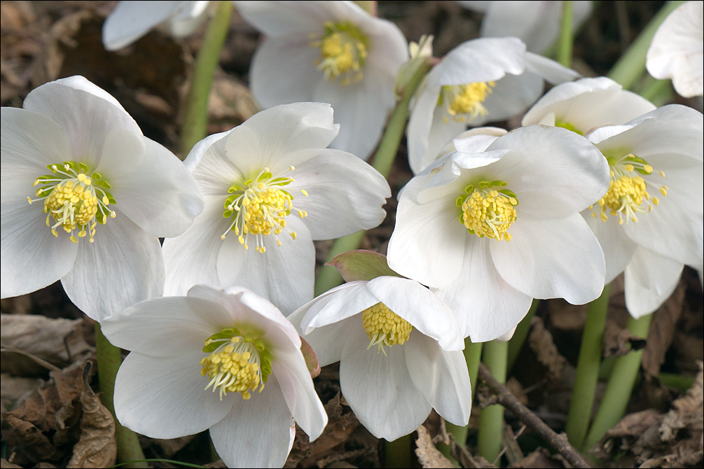 Mélange semences à fleurs mi-ombre – Pépinière Jasmin