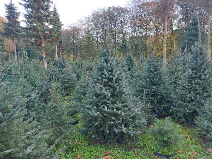 Nordmann-kerstboom-in-pot-gekweekt-200-225-cm-kerstboom-in-pot-gekweekt ...