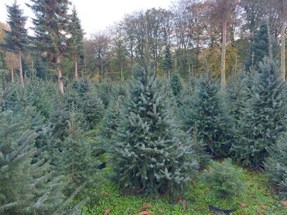 schoonmaken Bemiddelaar verschijnen Kerstbomen-Nordmann kopen | Van bij de kweker | Puur van't veld - Puur  van't veld