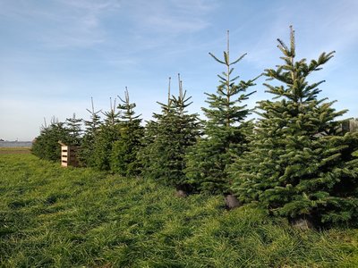 Nordmann-kerstboom-in-pot-gekweekt-150-175-cm Puur van't veld